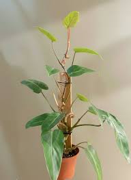 Image result for Filodendron Philodendron