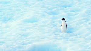 We have an extensive collection of amazing background images carefully chosen by our community. 3d Penguin Wallpapers Top Free 3d Penguin Backgrounds Wallpaperaccess