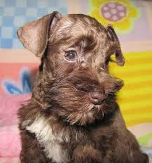 Black And White Schnauzer For Sale Brown Miniature Schnauzer Puppies For Sale Miniature Schnauzer Puppies Schnauzer Puppy Schnauzer