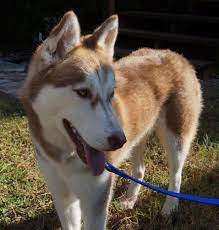 Adopt Maizie On Petfinder Husky Rescue Dog Adoption Siberian Husky Dog