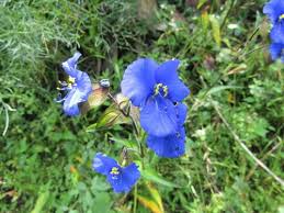 Image result for Commelina congesta