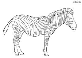 Posted in animals coloring pages. Zebras Coloring Pages Free Printable Zebra Coloring Sheets