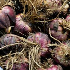 Identifying Bulb Types Understanding Bulbs Corms Rhizomes