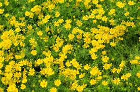 Anche le margherite fanno finalmente capolino in queste calde giornate di maggio. Fiori Gialli Tipo Margherite