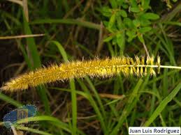 Image result for Cenchrus purpureus