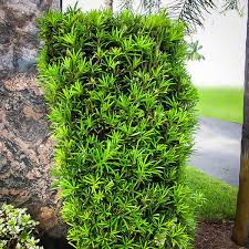 For a smaller version, use dwarf podocarpus. Pin On Front Garden