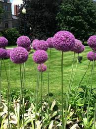Flower Delivery Dallas Texas Flowerdeliveryindallastx Best Deal In Flower Delivery In Dallas Texas Flowers Flowers Allium Flowers Plants Cozy Backyard