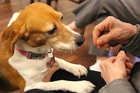 Thus, it is quite possible to retrain a dog. Is It Ever Too Late To Start Training A Dog How To Train An Older Dog