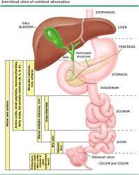Management Of Short Bowel Syndrome In Postoperative Very Low Birth Weight Infants Seminars In Fetal And Neonatal Medicine