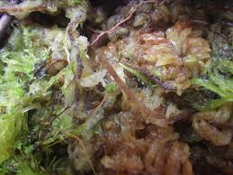 Image result for Genlisea africana