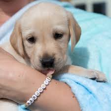 Guide Dogs UK