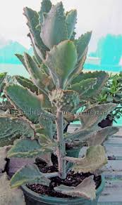 Kalanchoe Beharensis Fang Jardim De Plantas Suculentas Suculentas Plantas Suculentas