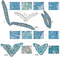 Image result for Xerophyta schlechteri