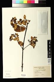 Image result for Combretum psidioides