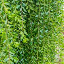 Image result for Maytenus undata