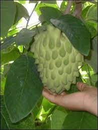 Wild cherimoyas show a very small temperature. Cherimoya Fruit Annona Cherimola Cherimoya Tropical Fruits Beautiful Fruits
