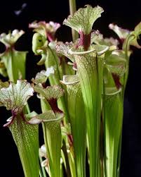 Sarracenia Moorei Carnivorous Plant Resource In 2020 Sarracenia Plants Carnivorous Plants