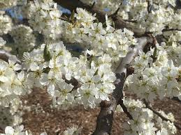 Image result for Prunus