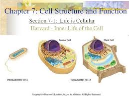 Check spelling or type a new query. Ppt Chapter 7 Cell Structure And Function Powerpoint Presentation Free Download Id 5835981