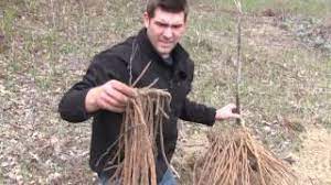 You should have around 20 plants growing in order to get enough at one time for a meal. What We Found When We Dug Up A 15 Year Old Asparagus Was Amazing Youtube