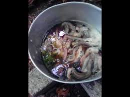 5 resep umpan jitu ikan mas yang paling mudah untuk mancing di kolam. Membuat Umpan Ikan Keli Youtube