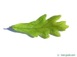 Image result for white oak leaf