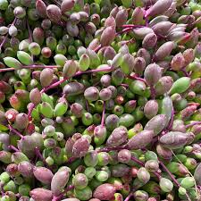 Image result for Senecio