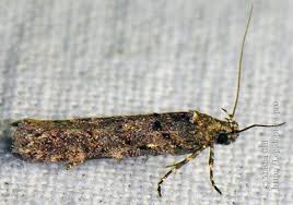 Image result for Teleiopsis diffinis