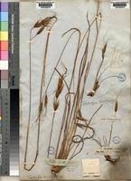 Image result for Tristachya