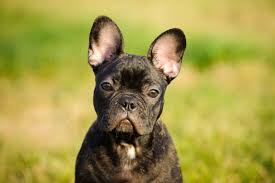Facts, guides, colors, temperament, cost of owning and everything else you need to know. 11 Best Highest Quality Dog Foods For French Bulldogs In 2021