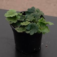 Image result for Doryopteris