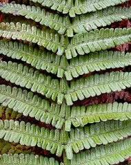 Image result for Dryopteris athamantica