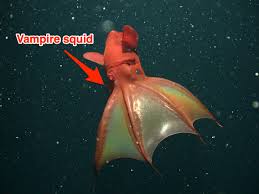 What fish is named for its long, sharp, toothless jaw? Terrifying Deep Sea Creatures That Will Give You Nightmares