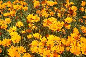 Image result for Dielsiothamnus divaricatus