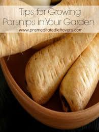 Parsnips can be eaten raw but are often boiled, roasted, fried, or steamed. 33 Best Growing Parsnips Ideas In 2021 Growing Parsnips Parsnips Growing