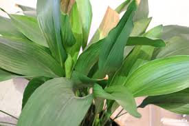 Image result for Kořenokvětka Aspidistra