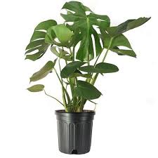Split Leaf Philodendron Monstera Deliciosa Live Plant 3 Etsy Monstera Deliciosa Philodendron Monstera Plants