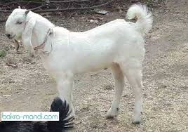 Buy goats online for qurbani on Eid with free delivery - Bakra & Goats