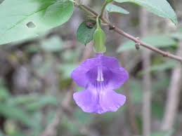 Image result for Tinnea