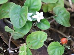 Image result for Geophila repens
