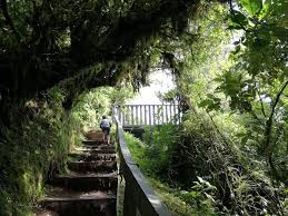 Check spelling or type a new query. Monteverde Cloud Forest Reserve Costa Rica Info