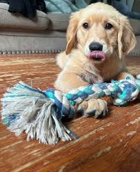 Dressed up pet photos to brighten your day