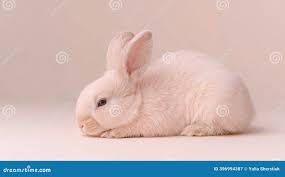 Image result for tbn:nuNU7FPK4A54yM::rvforsaleguide.com/images/bunny-resting-picture.jpg