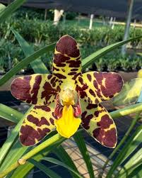 Image result for Ansellia