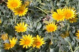 Image result for Gazania krebsiana