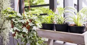 What vegetables are good to grow on a balcony?