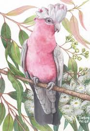 Pink Galah On White Gumblossoms Australian Native Bird Print Etsy In 2021 Australian Native Birds Australia Animals Bird Prints