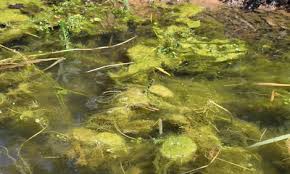 Silt is light and is not true soil, so it. Pond Cleaning