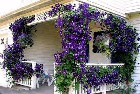 These are the seeds on our beautiful flowering clematis vine that grows in our backyard. What Flowering Vines Are Best For Your Zone Climbing Clematis Clematis Plants Flowering Vines