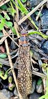 Image result for Nicolasia stenoptera